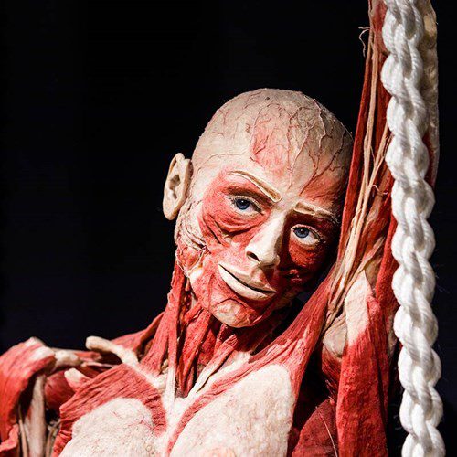 vakantie noord holland - Sustainaway bodyworlds