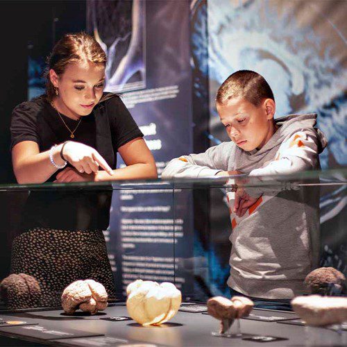 vakantie noord holland - Sustainaway bodyworlds2