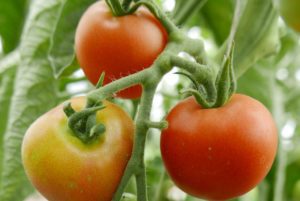 Workshop vruchtgewassen: leer alles over het telen van tomaten, komkommers, paprika’s en aubergines