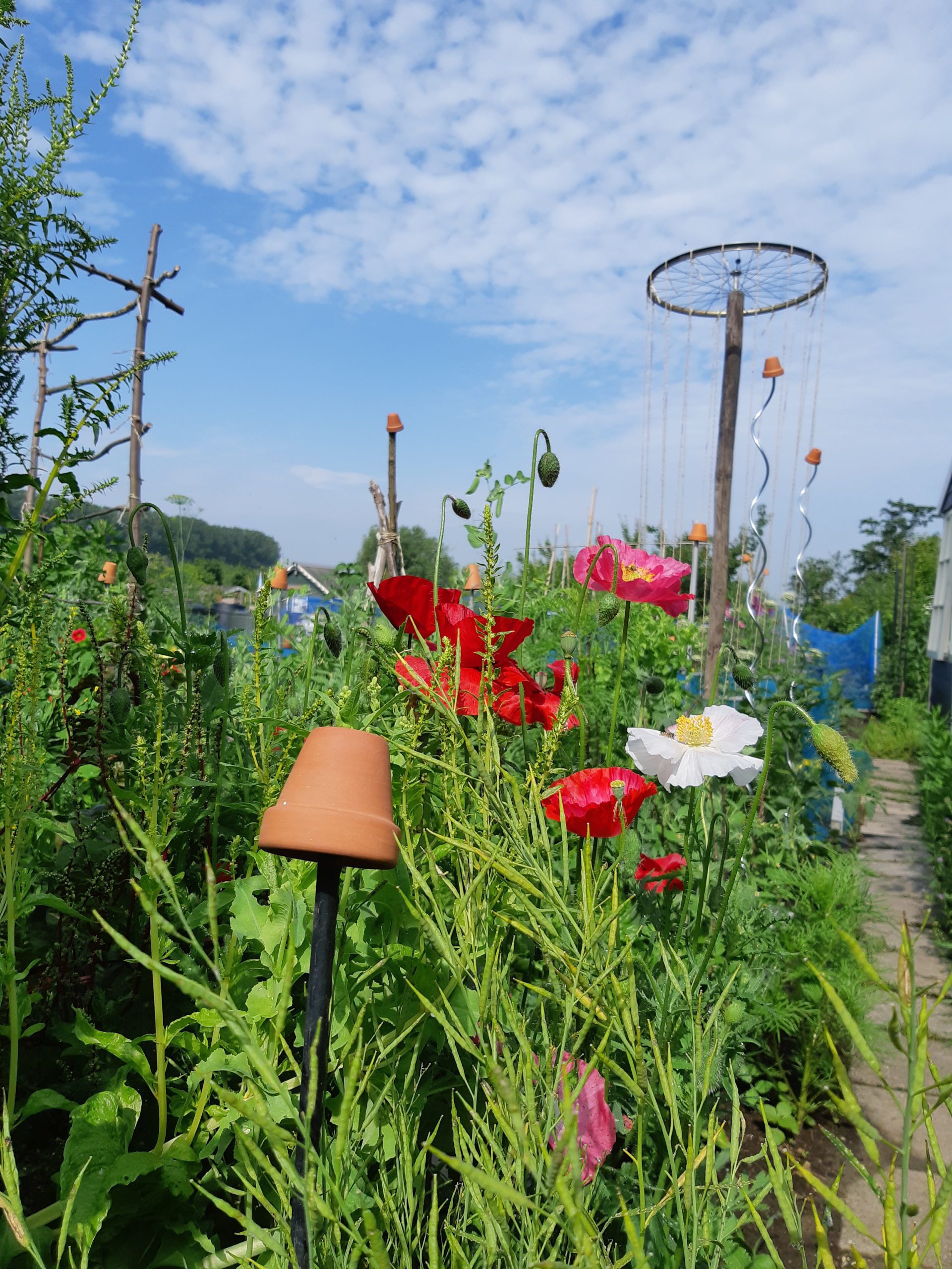 moestuin water geven vakantie - Sustainaway moestuin water geven vakantie