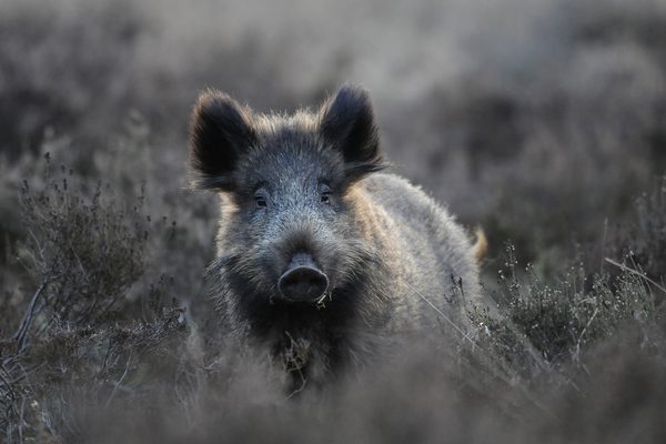 Wild zwijn veluwe